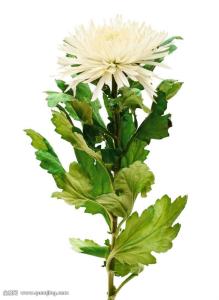 ֯ȫۼ¹ȷﲡ79673754